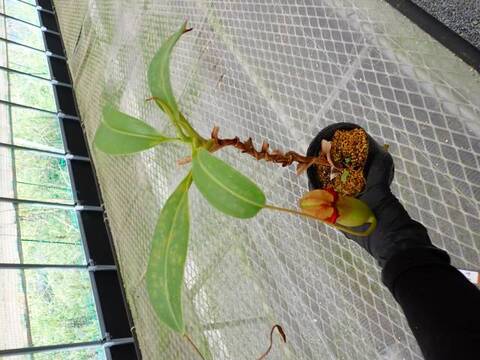 Y206 5-3 N. (ventricosa x sibuyanensis) x truncata-large red EP
