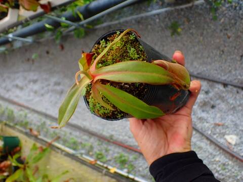 Y's Exotics （山田食虫植物農園）