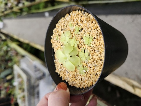 商品一覧 - Y's Exotics （山田食虫植物農園）