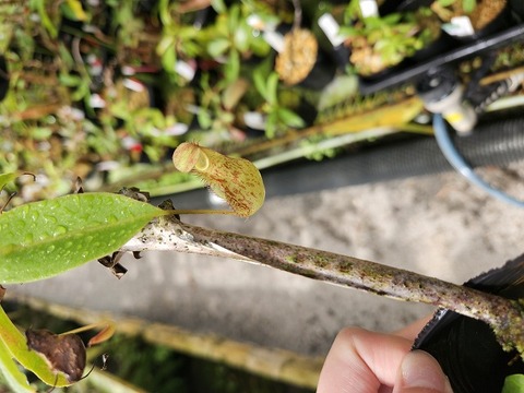 E264 1-3 N. merrilliana x maxima 在来系 ♂ 一正園