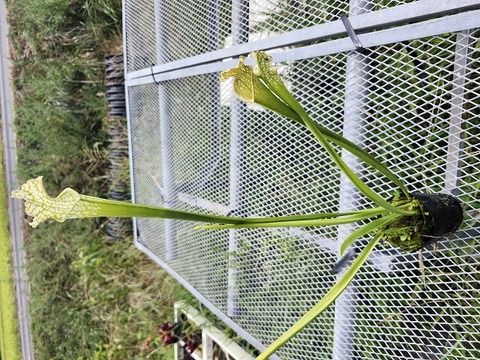 G793  L46C S. leucophylla f. viridenscens Green anthocyanin free form Perdido AL (W) MK 