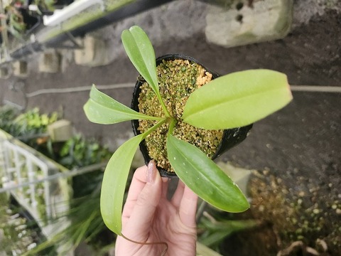 J185 3-3 N. alata (b) EP