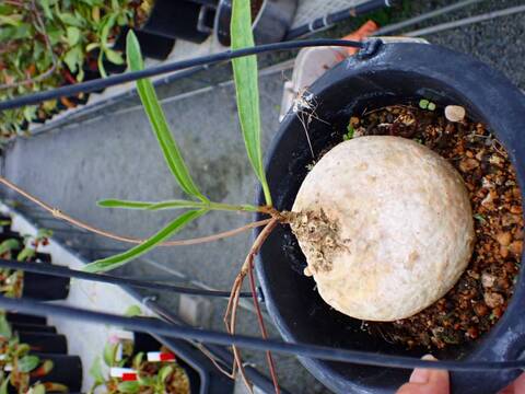G145 5-1 Raphionacme longifolia OB