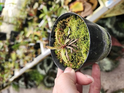 O254 1-2 N. argentii x armin {sibuyan, Philippines} [BCP Id# N288-03] BCP
