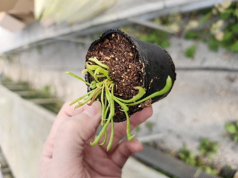 商品一覧 - Y's Exotics （山田食虫植物農園）