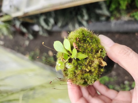 Cephalotus follicularis （セファロタス/フクロノユキノシタ