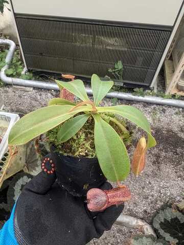 Nepenthes（ネペンテス/ウツボカズラ）の商品一覧 | Y's Exotics （山田食虫植物農園）