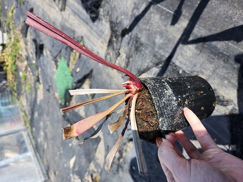 商品一覧 - Y's Exotics （山田食虫植物農園）