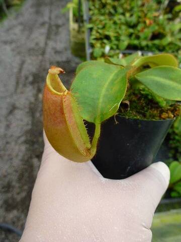 ティート　ネペン　teat adidas ZX 8000 Fresh Mint Tea for Sale | Authenticity