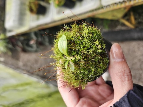 商品一覧 - Y's Exotics （山田食虫植物農園）