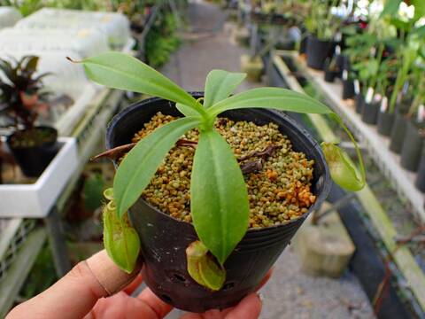 商品一覧 - Y's Exotics （山田食虫植物農園）