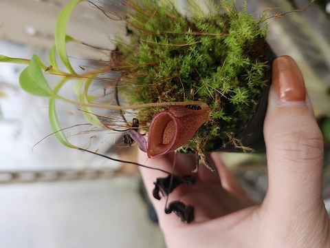 商品一覧 - Y's Exotics （山田食虫植物農園）