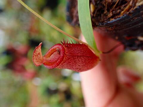 商品一覧 - Y's Exotics （山田食虫植物農園）