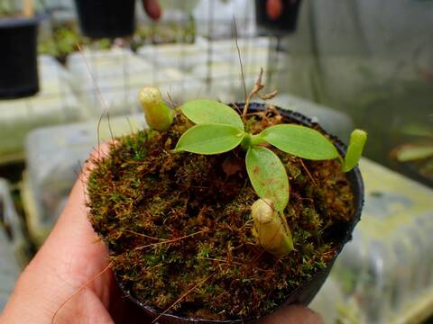 P218 1-3 N. rajah {mix of clones, Mt. Tambuyukon, Borneo,2500m} [BCP ID# N2000, N2006] BCP