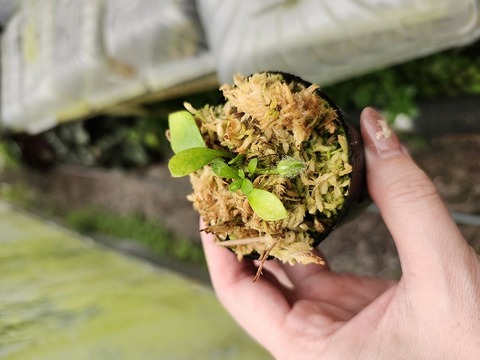 Cephalotus follicularis （フクロノユキノシタ）の商品一覧 | Y's