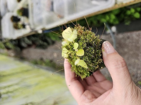 O143 1-1 Cephalotus follicularis Fred Howell GIant MC 