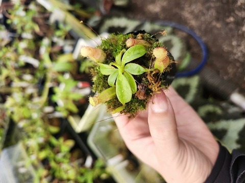 Nepenthes Hybrids（ネペンテス交配種）の商品一覧 | Y's Exotics