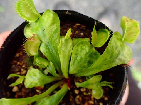 E565 5-1 Dionaea muscipula 鈴木系 original