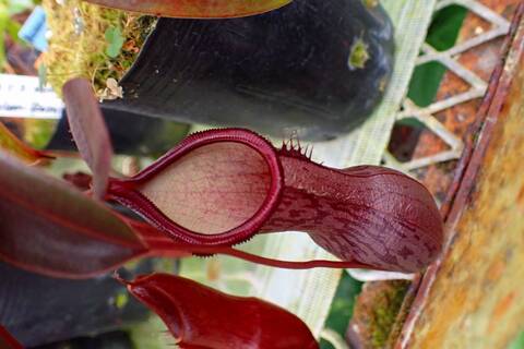 ネペンテス・ダイデリアナ 食虫植物 ネペンテス ダイエリアナ 【観葉植物 7号／1個売り