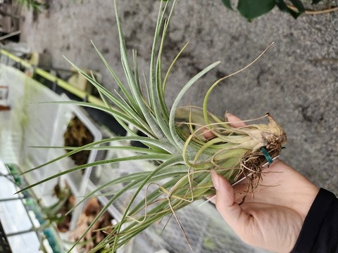 P323 3-1 T. xnidus (fsciculata x ionantha) TI