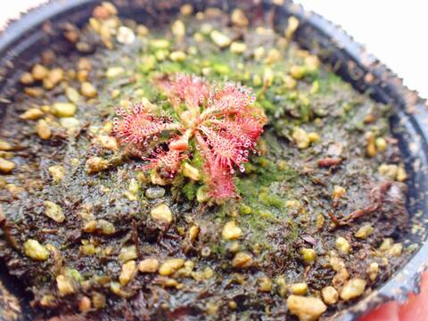 E266 4-1 D. spathulata 沖縄県産 白花