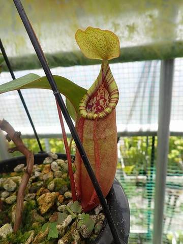 Nepenthes（ネペンテス/ウツボカズラ）の商品一覧 | Y's Exotics （山田食虫植物農園）