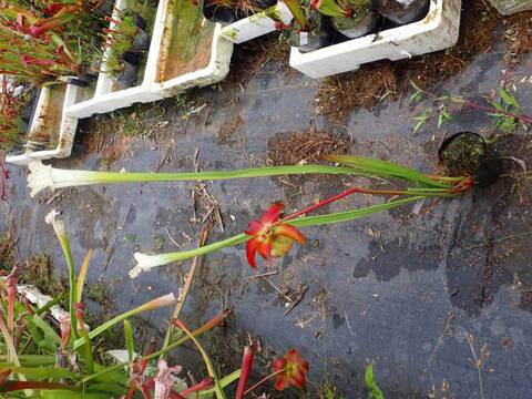 R224 S. leucophylla var. alba (Klein) x leucophylla f. yellow flower (No.1 2005A 白多 蓋小)