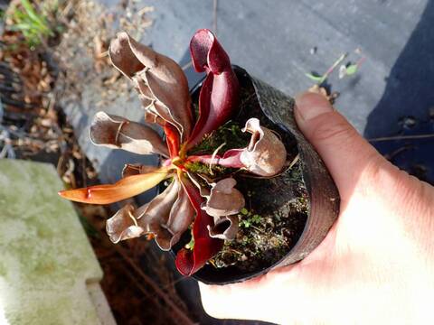 R303 S. purpurea ssp. Purpurea Typ Hardy HCP