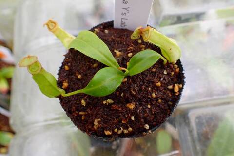 Nepenthes（ネペンテス/ウツボカズラ）の商品一覧 | Y's Exotics