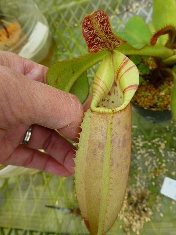 Nepenthes（ネペンテス/ウツボカズラ）の商品一覧 | Y's Exotics （山田食虫植物農園）