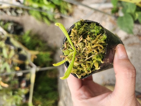 商品一覧 - Y's Exotics （山田食虫植物農園）