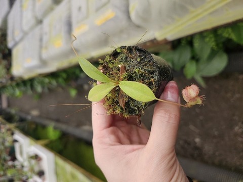 R197 1-4 N. peltata `Yellow Phantom ' x tenuis #NNN 