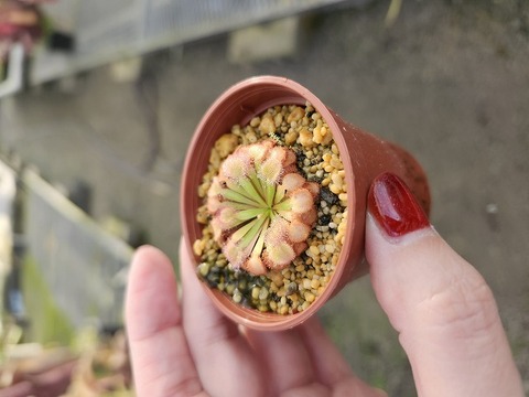 Drosera（ドロセラ/モウセンゴケ）の商品一覧 | Y's Exotics
