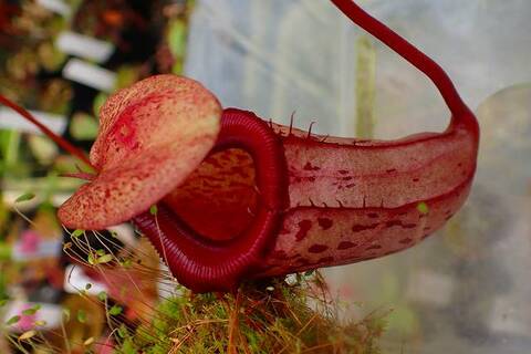 teatネペン Nepenthes (veitchii x lowii) x spectabilis, BE-3400 – Carnivero
