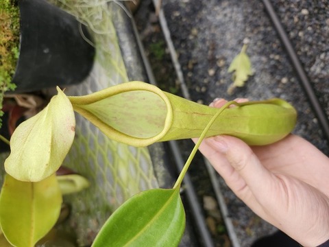 Y's Exotics （山田食虫植物農園）