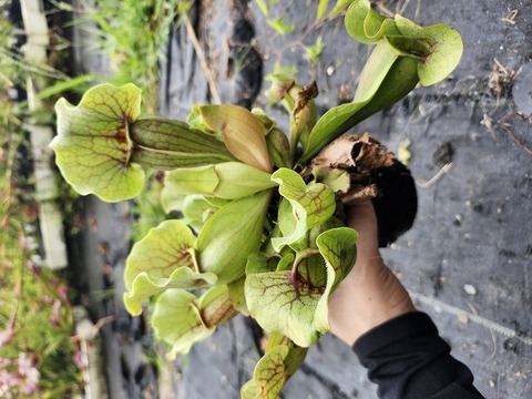 G064 4H S. purpurea ssp. venosa var. burkii CK