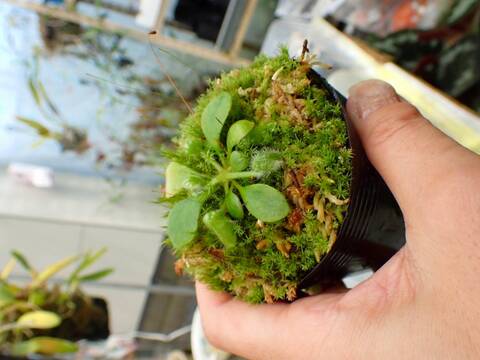 E153 1-1 Cephalotus follicularis GS