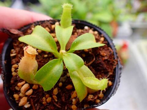 商品一覧 - Y's Exotics （山田食虫植物農園）