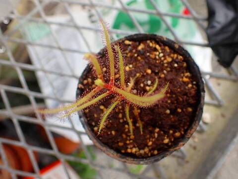 O209 5-2 D. hartmeyeorum