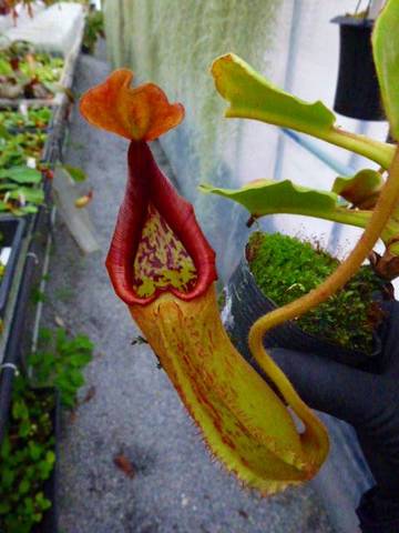 2024秋冬新作】 N.rajahxlowii Y's ウツボカズラ Nepenthes ネペンテス