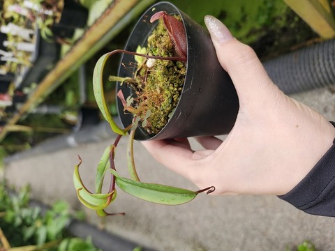 Nepenthes（ネペンテス/ウツボカズラ）の商品一覧 | Y's Exotics