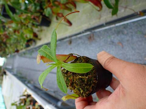 P342 5-3 N. ventricosa-red seedling Y's