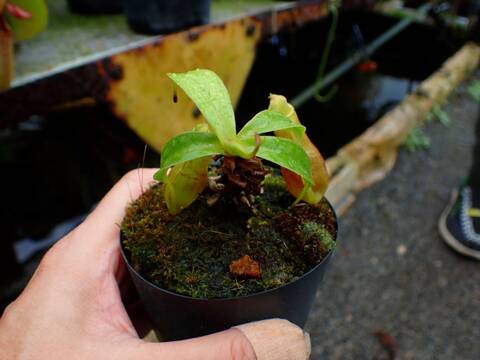 G702 1-2 N. adrianii, Java, seedgrown, CK