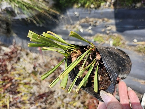 E140 S. rubra subsp. gulfensis f. luteoviridis Yellow River FL