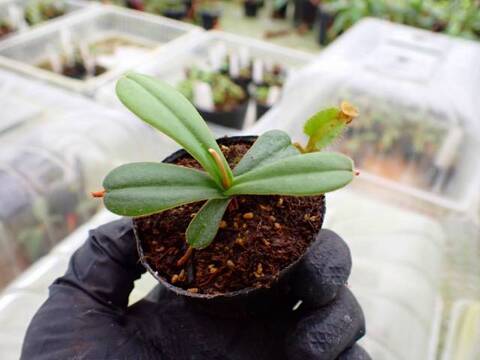 Y489 5-1 [YA-29] N. viellardii Mt. Kagnis Giant Y's Lab