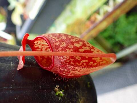 商品一覧 | Y's Exotics （山田食虫植物農園）