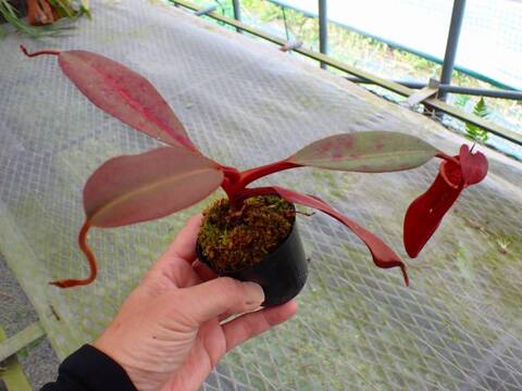 商品一覧 - Y's Exotics （山田食虫植物農園）
