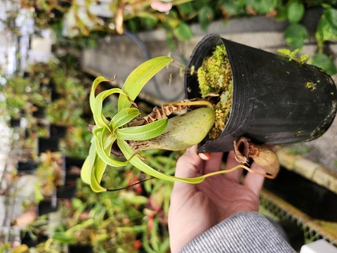 ネペンテス 新芽付き　抜き苗　食虫植物 商品一覧 - Y's Exotics （山田食虫植物農園）