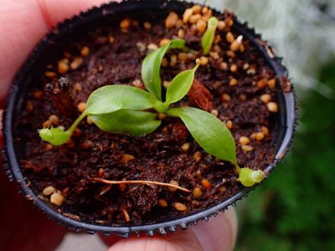 商品一覧 - Y's Exotics （山田食虫植物農園）