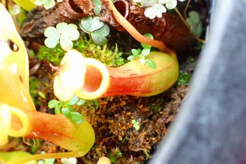 Y's Exotics （山田食虫植物農園）